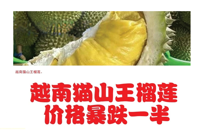 Read more about the article 越南猫山王榴莲价格暴跌一半