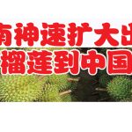越南神速扩大出口榴莲到中国