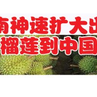 越南神速扩大出口榴莲到中国