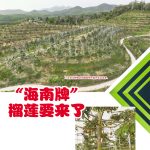 “海南牌”榴莲要来了