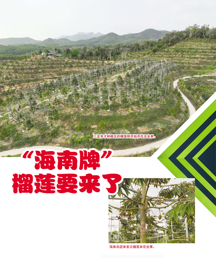 Read more about the article “海南牌”榴莲要来了