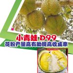 小青蛙D99花粉产量高有助提高收成率