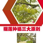 榴莲种植三大原则