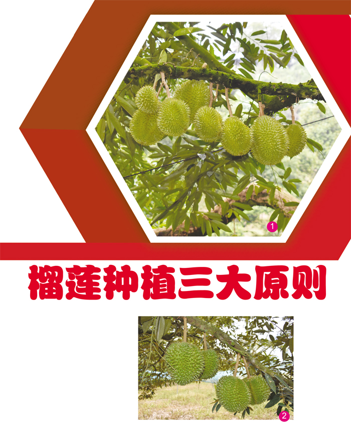 Read more about the article 榴莲种植三大原则