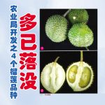 农业局开发之4个榴莲品种多已落没