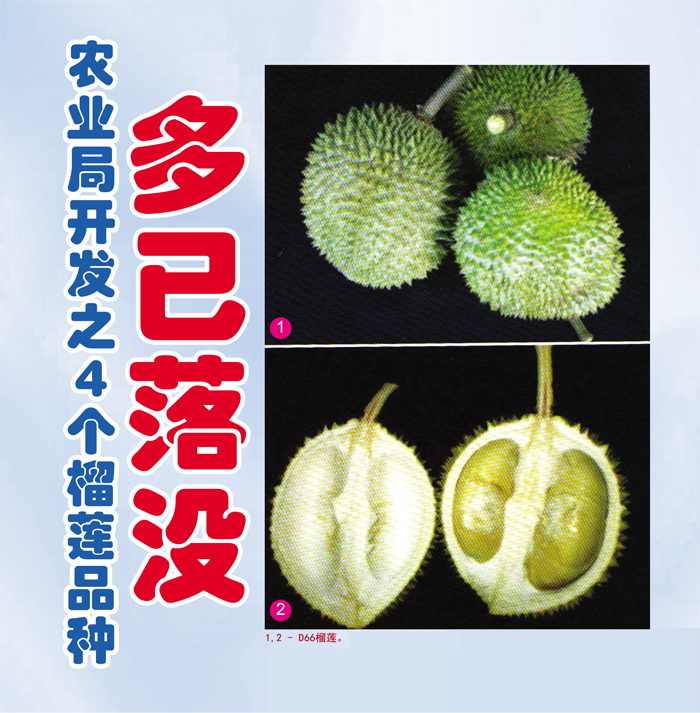 You are currently viewing 农业局开发之4个榴莲品种多已落没