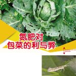 氮肥对包菜的利与弊
