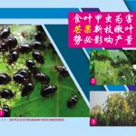 食叶甲虫为害芒果新枝嫩叶势必影响产量