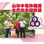 山林中名种榴莲生产出丰硕收获