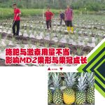 施肥与激素用量不当影响MD2果形与果冠成长