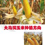 大马饲玉米种植方向