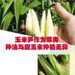 玉米笋作为菜类种法与甜玉米种植无异
