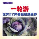 开心小菜园系列:一轮游 世界22种著名包菜品种