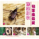 蕉茎细软钻茎虫最爱