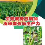 生物炭施放增加玉米成长与生产力