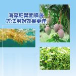 海藻肥葉面噴施方法用對效果更佳