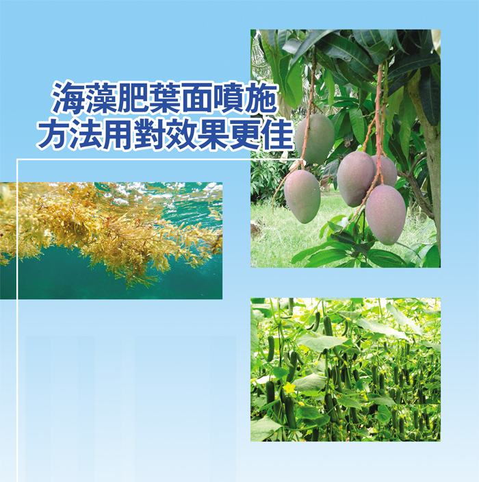 You are currently viewing 海藻肥葉面噴施方法用對效果更佳