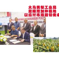 大马黄梨工业局放眼增加种植地以应付市场殷切需求