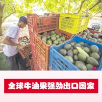 全球牛油果强劲出口国家