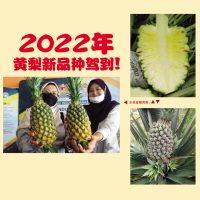 2022年黄梨新品种驾到！