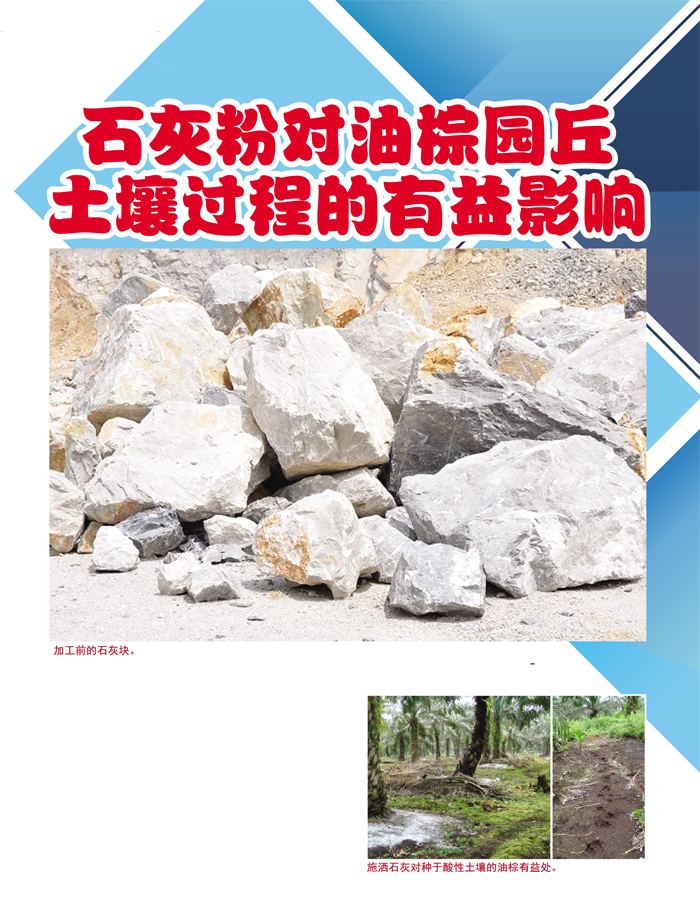 Read more about the article 石灰粉对油棕园丘土壤过程的有益影响