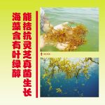 海藻含有叶绿醇能拮抗灵芝真菌生长