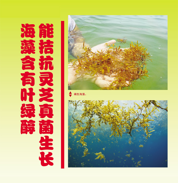 Read more about the article 海藻含有叶绿醇能拮抗灵芝真菌生长