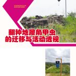 翻种地犀角甲虫的迁移与活动透视