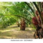 2025年马来西亚棕油业展望