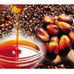 2025年全球棕榈油价格走势