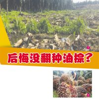 后悔没翻种油棕?