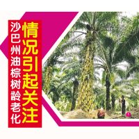 沙巴州油棕树龄老化情况引起关注