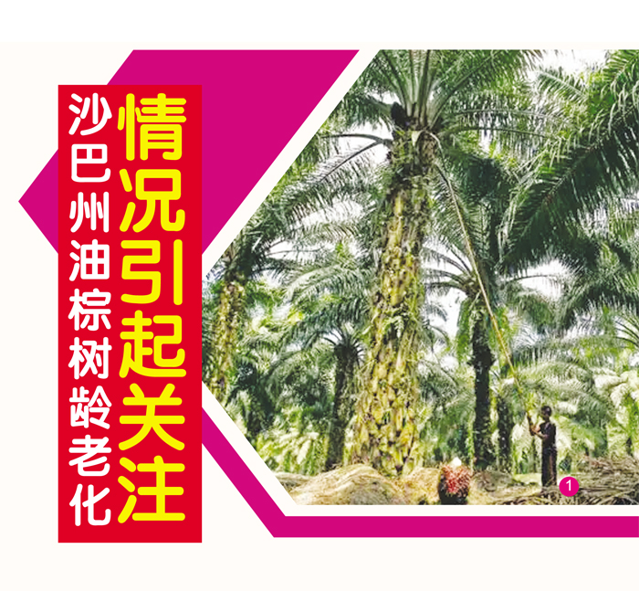 You are currently viewing 沙巴州油棕树龄老化情况引起关注