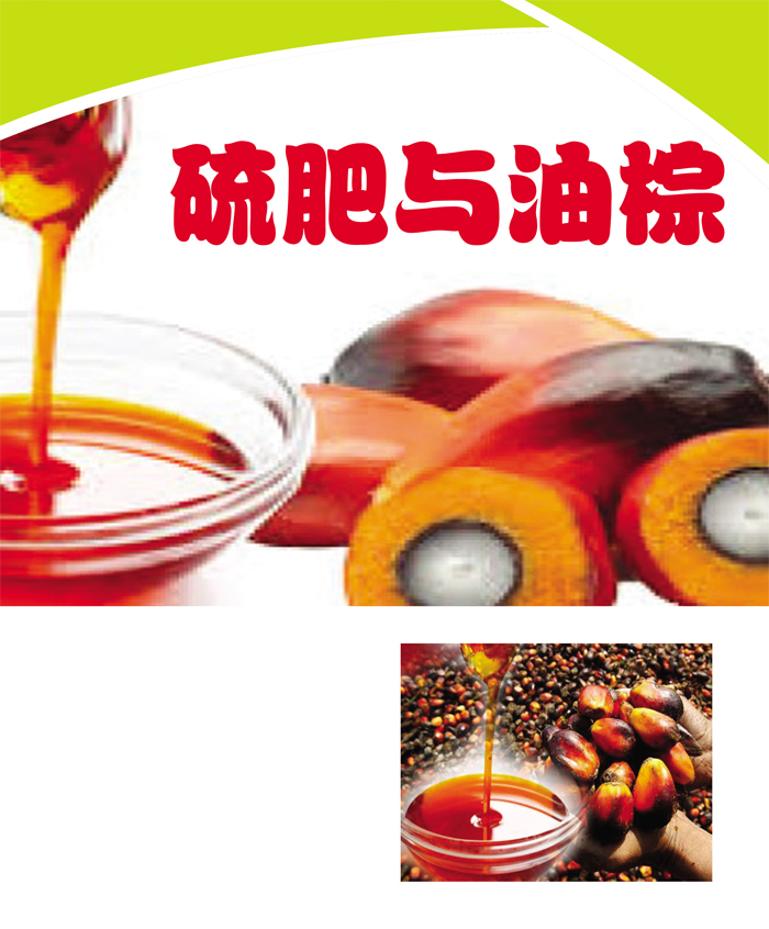 You are currently viewing 硫肥与油棕