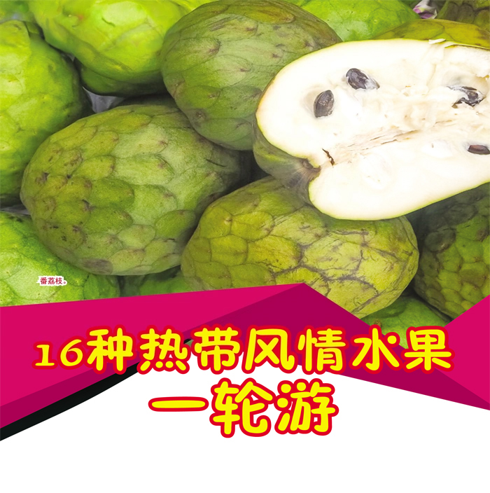 Read more about the article 16种热带风情水果一轮游