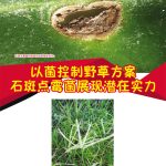 以菌控制野草方案 石斑点霉菌展现潜在实力
