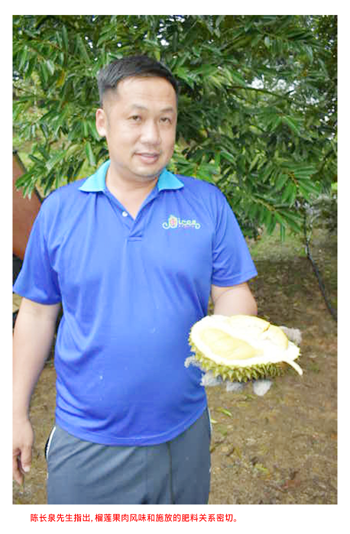 Read more about the article 榴莲园管理达人陈长泉以经验与热忱打造黄金果实