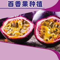 百香果种植