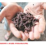 有机肥之王蚯蚓粪营养价值高