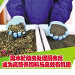 黑水虻幼虫处理厨余后成为高营养饲料与高效有机肥