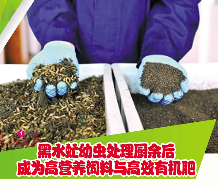Read more about the article 黑水虻幼虫处理厨余后成为高营养饲料与高效有机肥