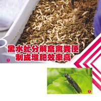 黑水虻分解畜禽粪便制成堆肥效率高