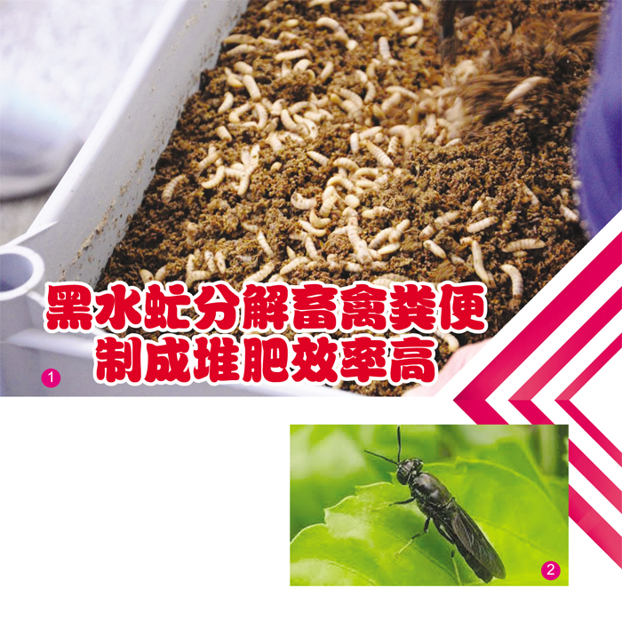 Read more about the article 黑水虻分解畜禽粪便制成堆肥效率高