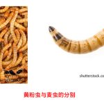 黄粉虫与麦虫的分别
