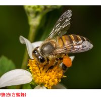 世界最好的蜜蜂