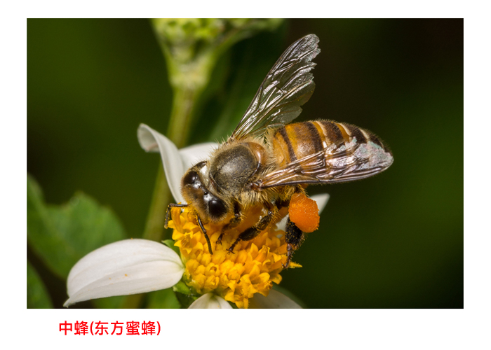Read more about the article 世界最好的蜜蜂