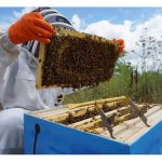 全球蜜蜂养殖最多的国家