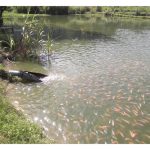 矿湖养殖罗非鱼的潜能