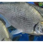 鳊鱼亩产量利润