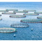 水产网箱养殖的优势